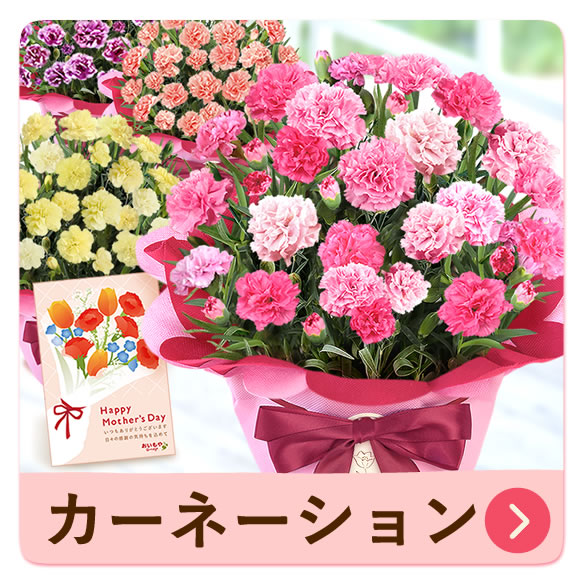 選べるバラ花鉢＋苺バウムセット | おいもや