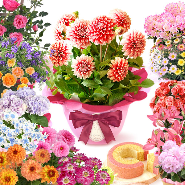 カーネーション以外の鉢花のカテゴリ画像