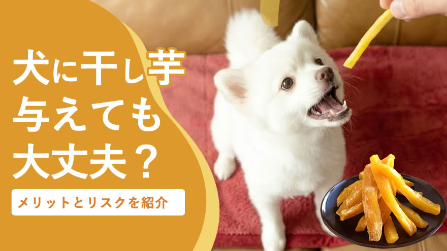 犬に干し芋を与えても大丈夫？正しい量と窒息を防ぐ「ひと手間」の与え方
