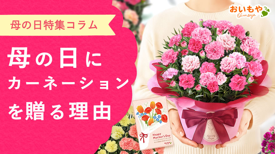 母の日にカーネーションを贈る理由とは？色の意味・人気の贈り方まで解説