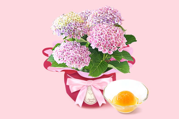 紫陽花