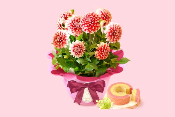 生花・鉢植え