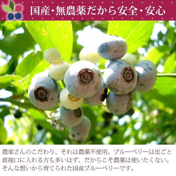 ひんやりブルーベリー (600g) 【ギフト プレゼント スイーツ フルーツ 冷凍フルーツ ブルーベリー 冷凍ブルーベリー アイス デザート フローズン シャーベット 夏 国産 静岡産 ひんやりスイーツ かき氷にも】