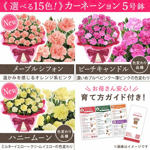 カーネーション(5号)＆選べるお芋どら焼き・林檎スイートポテト・抹茶バウムセット 母の日 プレゼント お花 2025 ギフト 生花 鉢植え 希少 鉢花 カーネーション 5号 どら焼き おしゃれ かわいい 送料無料 スイーツ お菓子 和菓子 一人暮らし クーポン 楽天ランキング1位 セット