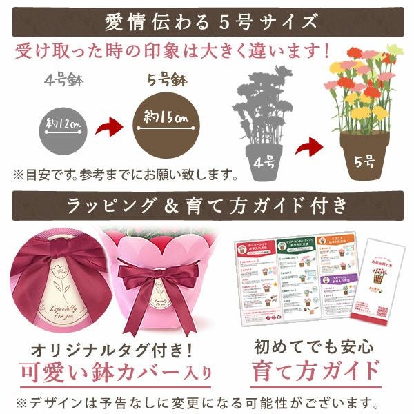 カーネーション(5号)＆選べるお芋どら焼き・林檎スイートポテト・抹茶バウムセット 母の日 プレゼント お花 2025 ギフト 生花 鉢植え 希少 鉢花 カーネーション 5号 どら焼き おしゃれ かわいい 送料無料 スイーツ お菓子 和菓子 一人暮らし クーポン 楽天ランキング1位 セット