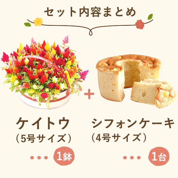 カラフルケイトウ＆シフォンケーキセット 【母の日 プレゼント 花 ギフト ケイトウ シフォンケーキ 鉢花 5号 カラフル 送料無料 スイーツ お菓子 洋菓子 ギフトセット おいもや】