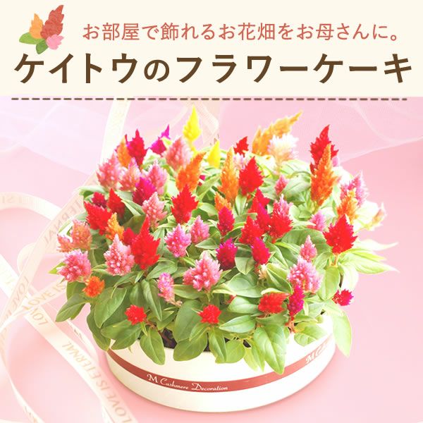 カラフルケイトウ＆シフォンケーキセット 【母の日 プレゼント 花 ギフト ケイトウ シフォンケーキ 鉢花 5号 カラフル 送料無料 スイーツ お菓子 洋菓子 ギフトセット おいもや】