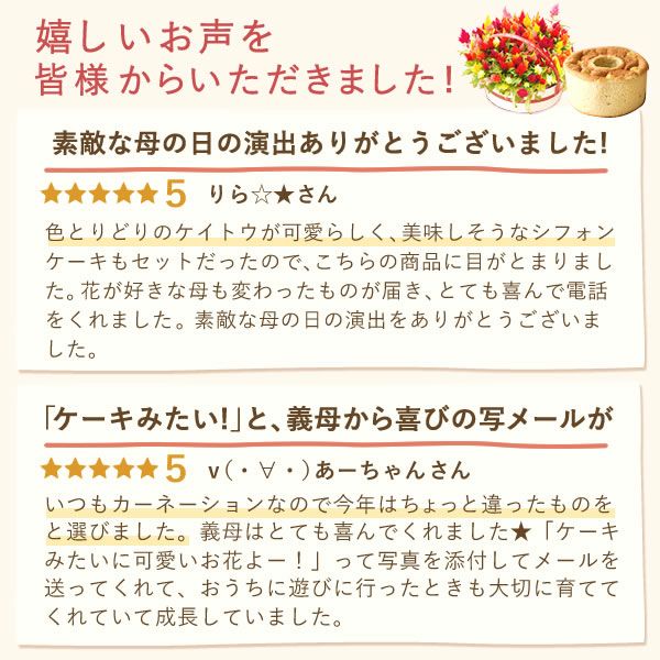 カラフルケイトウ＆シフォンケーキセット 【母の日 プレゼント 花 ギフト ケイトウ シフォンケーキ 鉢花 5号 カラフル 送料無料 スイーツ お菓子 洋菓子 ギフトセット おいもや】