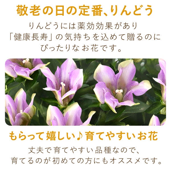 りんどう 5号 敬老の日 プレゼント ギフト 花 りんどう 竜胆 リンドウ 生花 花鉢 孫 秋 送料無料 メッセージカード おいもや
