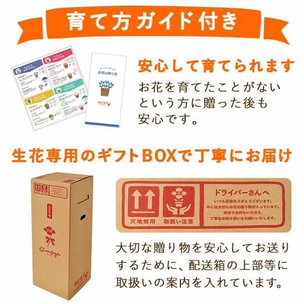 りんどう 5号 敬老の日 プレゼント ギフト 花 りんどう 竜胆 リンドウ 生花 花鉢 孫 秋 送料無料 メッセージカード おいもや