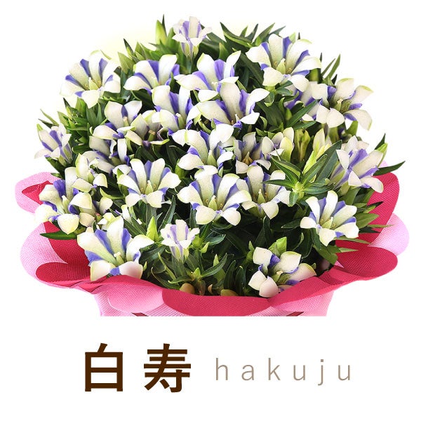 りんどう 5号 敬老の日 プレゼント ギフト 花 りんどう 竜胆 リンドウ 生花 花鉢 孫 秋 送料無料 メッセージカード おいもや