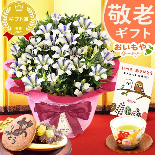 りんどう 5号 敬老の日 プレゼント ギフト 花 りんどう 竜胆 リンドウ 生花 花鉢 孫 秋 送料無料 メッセージカード おいもや