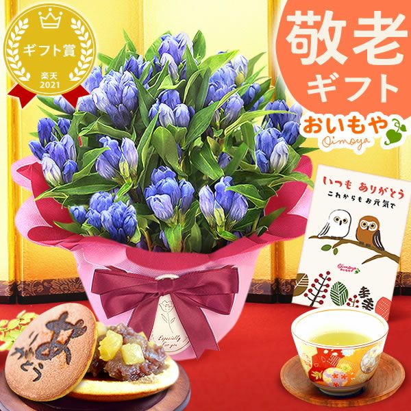 りんどう 5号 敬老の日 プレゼント ギフト 花 りんどう 竜胆 リンドウ 生花 花鉢 孫 秋 送料無料 メッセージカード おいもや