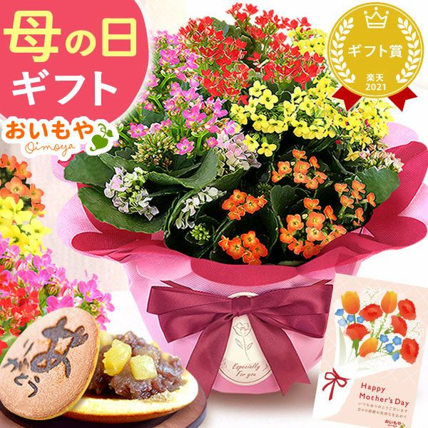 カランコエ5号鉢＆どら焼きセット 敬老の日 プレゼント ギフト 花 花鉢 鉢花 鉢植え 生花 カランコエ どら焼き  送料無料 スイーツ お菓子 和菓子 メッセージカード おいもや