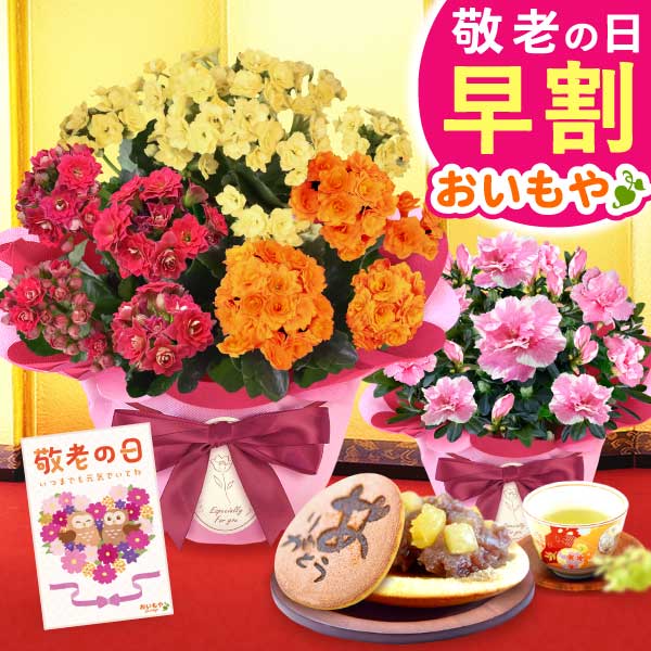 カランコエ5号鉢＆どら焼きセット 敬老の日 プレゼント ギフト 花 花鉢 鉢花 鉢植え 生花 カランコエ どら焼き  送料無料 スイーツ お菓子 和菓子 メッセージカード おいもや