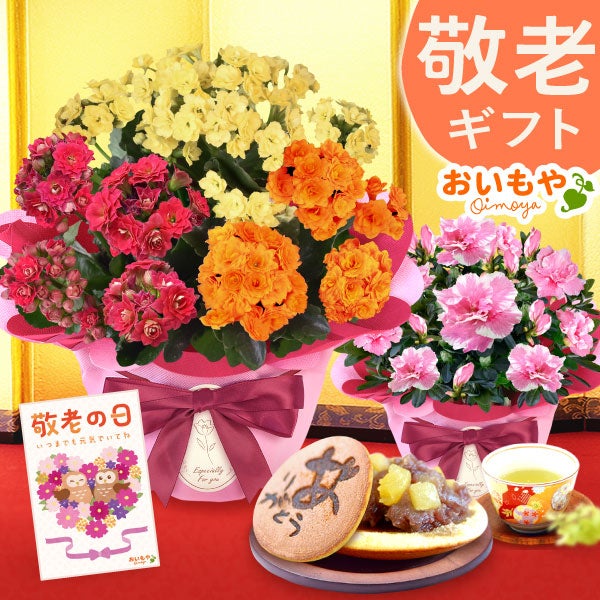 カランコエ5号鉢＆どら焼きセット 敬老の日 プレゼント ギフト 花 花鉢 鉢花 鉢植え 生花 カランコエ どら焼き  送料無料 スイーツ お菓子 和菓子 メッセージカード おいもや