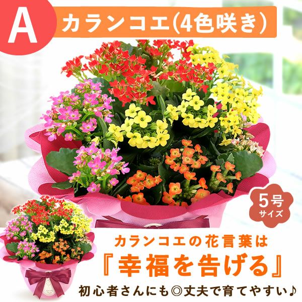 カランコエ5号鉢＆ミニ苺バウムクーヘンセット 敬老の日 プレゼント ギフト 早割 花 花鉢 鉢花 鉢植え 生花 カランコエ バウムクーヘン 送料無料 スイーツ お菓子 洋菓子 メッセージカード おいもや