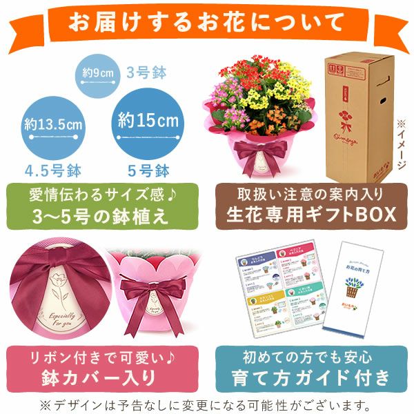 カランコエ5号鉢＆ミニ苺バウムクーヘンセット 敬老の日 プレゼント ギフト 早割 花 花鉢 鉢花 鉢植え 生花 カランコエ バウムクーヘン 送料無料 スイーツ お菓子 洋菓子 メッセージカード おいもや