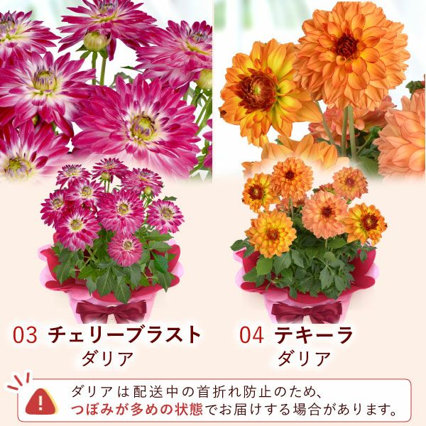 花鉢（ダリア・紫陽花・バラ・ユリ・マーガレット・ジャスミン