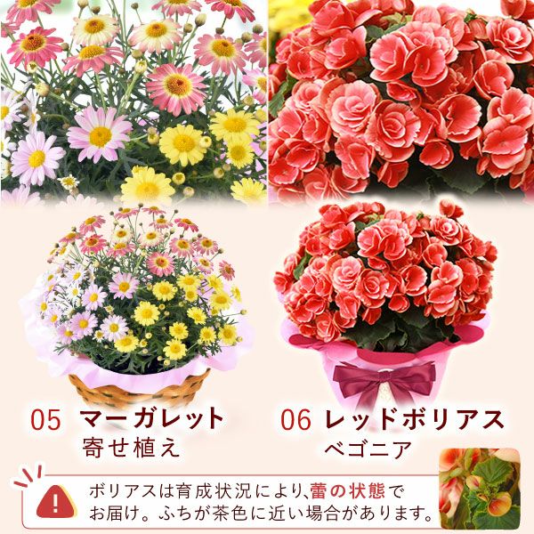 花鉢（ダリア・紫陽花・バラ・ユリ・マーガレット・ジャスミン