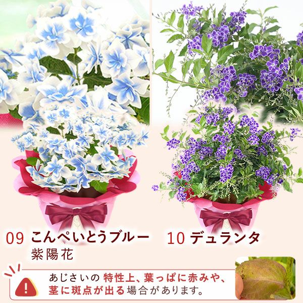 花鉢（ダリア・紫陽花・バラ・ユリ・マーガレット・ジャスミン