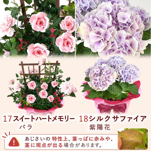 花鉢（ダリア・紫陽花・バラ・ユリ・マーガレット・ジャスミン