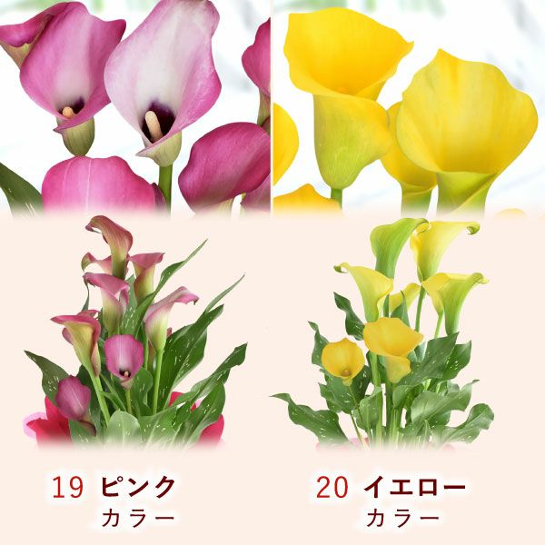 花鉢（ダリア・紫陽花・バラ・ユリ・マーガレット・ジャスミン