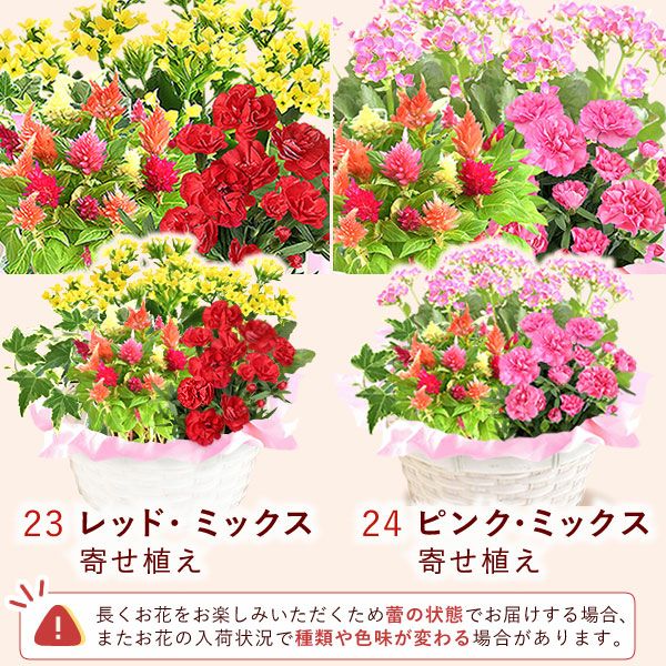 花鉢（ダリア・紫陽花・バラ・ユリ・マーガレット・ジャスミン