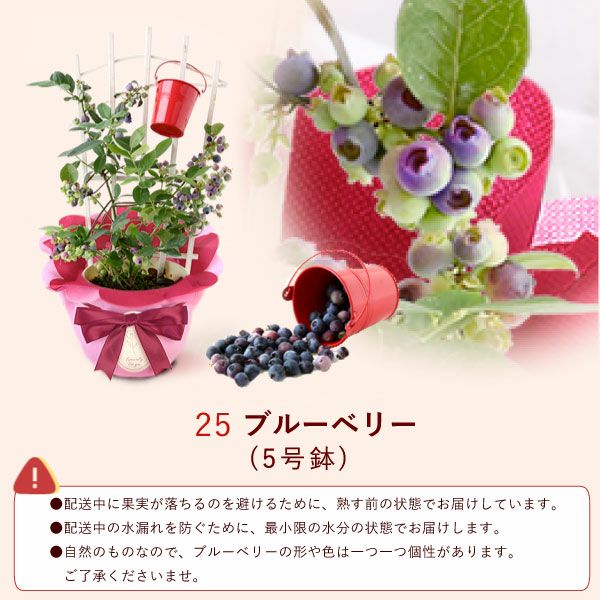 母の日 プレゼント 花 生花 ギフト 花鉢 鉢花 鉢植え ダリア 紫陽花 あじさい アジサイ バラ 薔薇 ばら 百合 ユリ ゆり マーガレット ジャスミン シャクナゲ ベゴニア 送料無料 スイーツ お菓子 洋菓子 ギフトセット おいもや