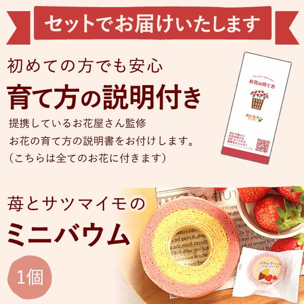 母の日 プレゼント 花 生花 ギフト 花鉢 鉢花 鉢植え ダリア 紫陽花 あじさい アジサイ バラ 薔薇 ばら 百合 ユリ ゆり マーガレット ジャスミン シャクナゲ ベゴニア 送料無料 スイーツ お菓子 洋菓子 ギフトセット おいもや