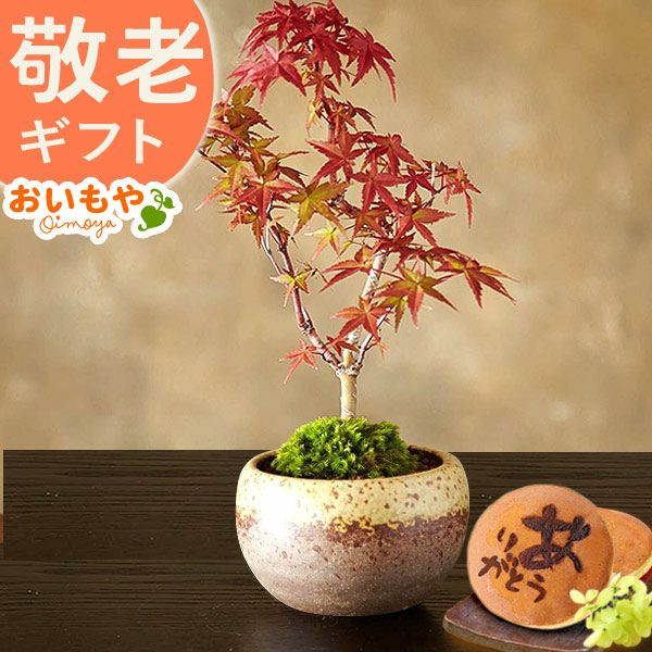 ミニ盆栽（紅葉）＋どら焼き２個セット 敬老の日 プレゼント ギフト 花 盆栽 ミニ 鉢植え 紅葉 もみじ 花鉢 観葉植物 ミニ盆栽 手のひら 苔盆栽 苔 おしゃれ どら焼き 送料無料 スイーツ お菓子 和菓子 メッセージカード おいもや