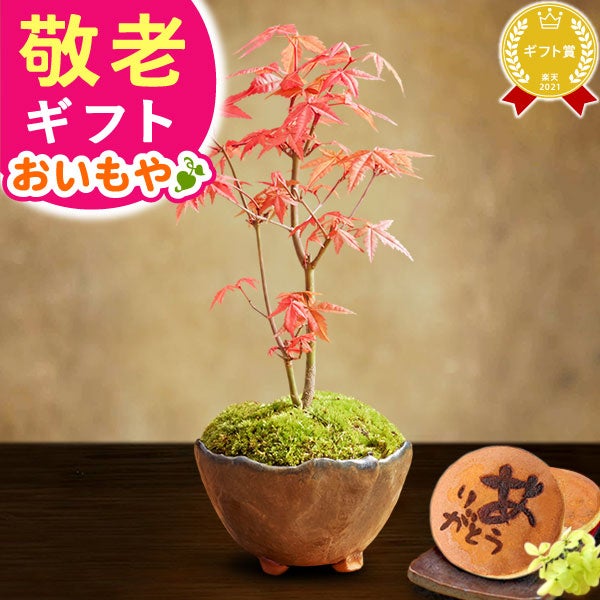 ミニ盆栽（紅葉）＋どら焼き２個セット 敬老の日 プレゼント ギフト 花 盆栽 ミニ 鉢植え 紅葉 もみじ 花鉢 観葉植物 ミニ盆栽 手のひら 苔盆栽 苔 おしゃれ どら焼き 送料無料 スイーツ お菓子 和菓子 メッセージカード おいもや
