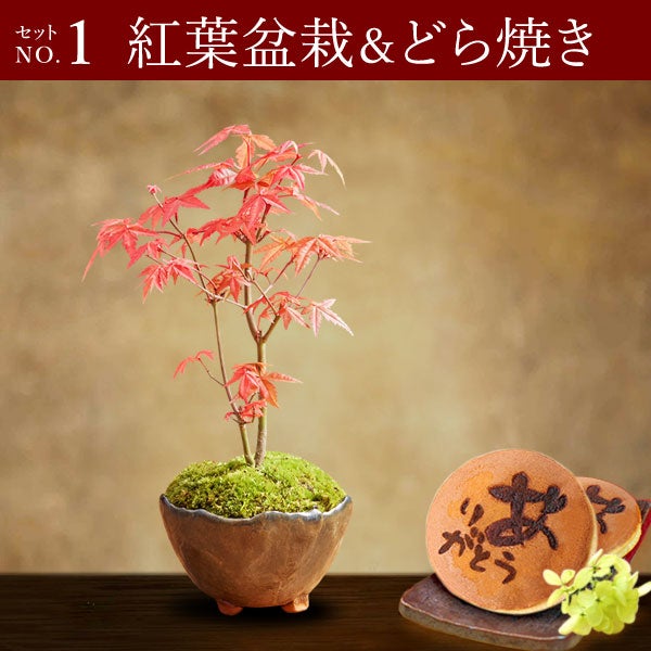 ミニ盆栽（紅葉）＋どら焼き２個セット 敬老の日 プレゼント ギフト 花 盆栽 ミニ 鉢植え 紅葉 もみじ 花鉢 観葉植物 ミニ盆栽 手のひら 苔盆栽 苔 おしゃれ どら焼き 送料無料 スイーツ お菓子 和菓子 メッセージカード おいもや