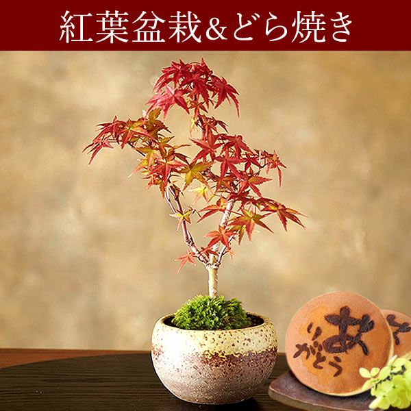 ミニ盆栽（紅葉）＋どら焼き２個セット 敬老の日 プレゼント ギフト 花 盆栽 ミニ 鉢植え 紅葉 もみじ 花鉢 観葉植物 ミニ盆栽 手のひら 苔盆栽 苔 おしゃれ どら焼き 送料無料 スイーツ お菓子 和菓子 メッセージカード おいもや