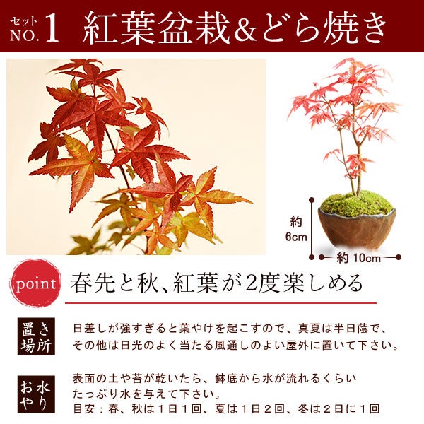 ミニ盆栽（紅葉）＋どら焼き２個セット 敬老の日 プレゼント ギフト 花 盆栽 ミニ 鉢植え 紅葉 もみじ 花鉢 観葉植物 ミニ盆栽 手のひら 苔盆栽 苔 おしゃれ どら焼き 送料無料 スイーツ お菓子 和菓子 メッセージカード おいもや