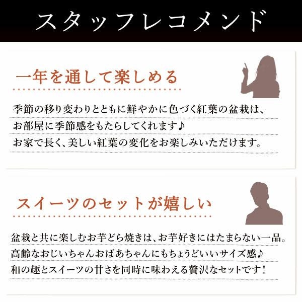 ミニ盆栽（紅葉）＋どら焼き２個セット 敬老の日 プレゼント ギフト 花 盆栽 ミニ 鉢植え 紅葉 もみじ 花鉢 観葉植物 ミニ盆栽 手のひら 苔盆栽 苔 おしゃれ どら焼き 送料無料 スイーツ お菓子 和菓子 メッセージカード おいもや