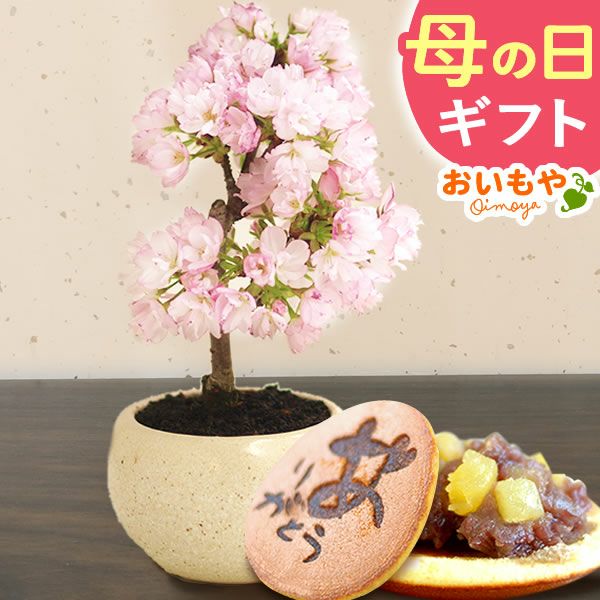 桜(旭山)+どら焼き2 | おいもや