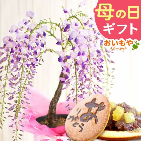 藤(一才藤)+どら焼き2個 | おいもや