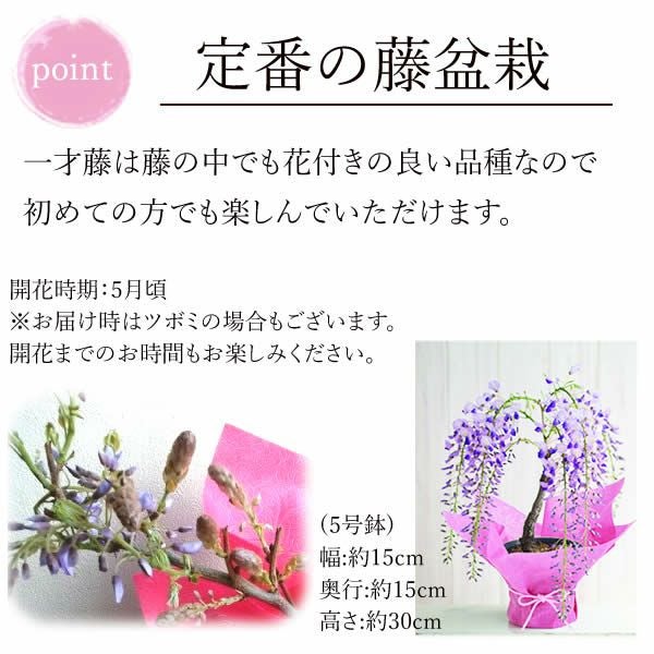 藤(一才藤)+どら焼き2個 | おいもや