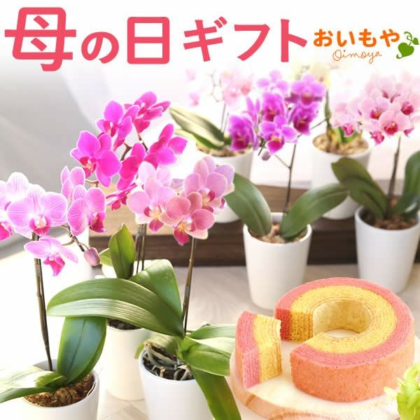 母の日 プレゼント 花 生花 ギフト 蘭 胡蝶蘭 ミディ 2.5号 インテリア 選べる バウム 苺バウム 送料無料 スイーツ お菓子 洋菓子 ギフトセット おいもや
