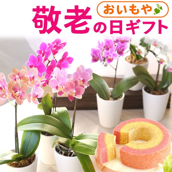 母の日 プレゼント 花 生花 ギフト 蘭 胡蝶蘭 ミディ 2.5号 インテリア 選べる バウム 苺バウム 送料無料 スイーツ お菓子 洋菓子 ギフトセット おいもや
