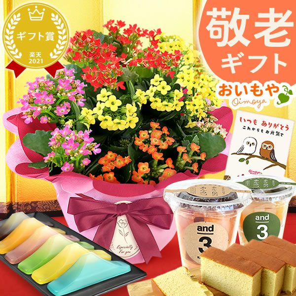 カランコエ5号鉢＆選べるスイーツセット（カステラ・富士山ようかん