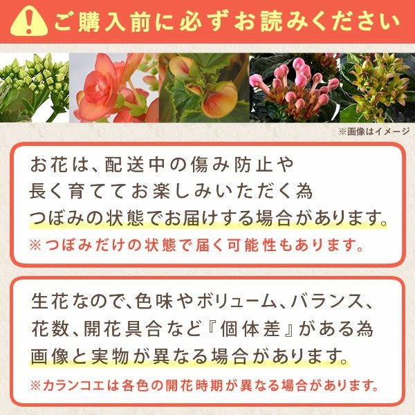 カランコエ5号鉢＆選べるスイーツセット（カステラ・富士山ようかん・あんみつ） 敬老の日 プレゼント ギフト 花 花鉢 鉢花 鉢植え 生花 カランコエ どら焼き バウムクーヘン 干し芋 芋けんぴ カステラ あんみつ 送料無料 スイーツ お菓子 和菓子 洋菓子 メッセージカード おいもや