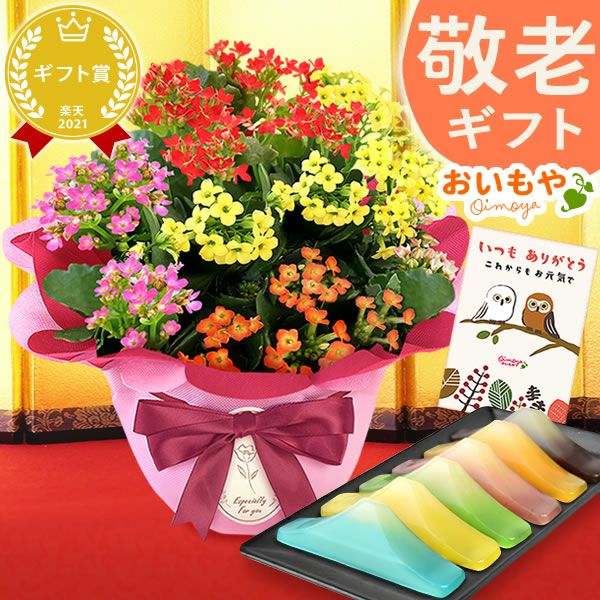 カランコエ5号鉢＆選べるスイーツセット（カステラ・富士山ようかん