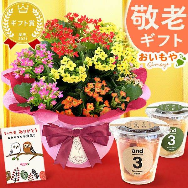 カランコエ5号鉢＆選べるスイーツセット（カステラ・富士山ようかん・あんみつ） 敬老の日 プレゼント ギフト 花 花鉢 鉢花 鉢植え 生花 カランコエ どら焼き バウムクーヘン 干し芋 芋けんぴ カステラ あんみつ 送料無料 スイーツ お菓子 和菓子 洋菓子 メッセージカード おいもや