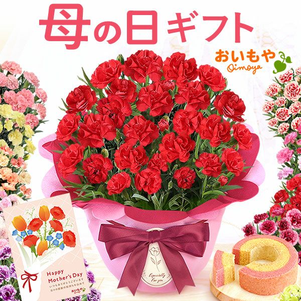 カーネーション(5号)＆ミニバウムクーヘンセット 母の日 プレゼント 花 生花 ギフト 鉢植え 希少 カーネーション 5号サイズ バウムクーヘン メッセージカード付き ラッピング 人気  おしゃれ かわいい 送料無料 送料無料 スイーツ お菓子 洋菓子 ギフトセット