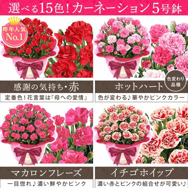 カーネーション(5号)＆ミニバウムクーヘンセット | おいもや