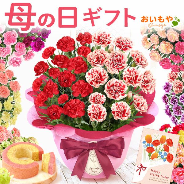 2色植えカーネーション(5号)＆ミニバウムクーヘン 母の日 プレゼント 花 生花 ギフト カーネーション 選べる 2色 8種 鉢植え 寄せ植え 鉢花 花鉢 希少 バウムクーヘン 苺 送料無料 スイーツ お菓子 洋菓子 ギフトセット