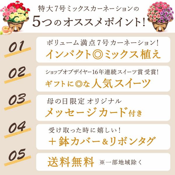 カーネーション 7号（3色ミックス）＆バウムクーヘン 母の日 プレゼント 花 生花 ギフト ミックス カラフル カーネーション 7号 特大 花鉢 寄せ植え 鉢植え 希少 ピンク 赤 黄色 色 バウムクーヘン 人気 ははの日 送料無料 スイーツ お菓子 洋菓子 ギフトセット おいもや