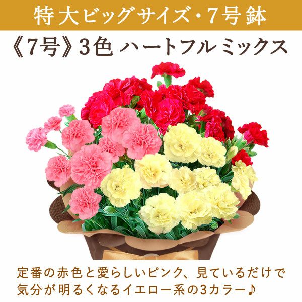 カーネーション 7号（3色ミックス）＆バウムクーヘン 母の日 プレゼント 花 生花 ギフト ミックス カラフル カーネーション 7号 特大 花鉢 寄せ植え 鉢植え 希少 ピンク 赤 黄色 色 バウムクーヘン 人気 ははの日 送料無料 スイーツ お菓子 洋菓子 ギフトセット おいもや